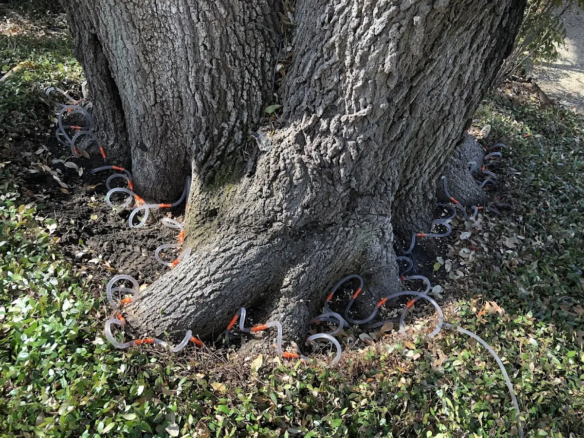 Detailed Tree Cabling and Bracing job site in Davis Creek
