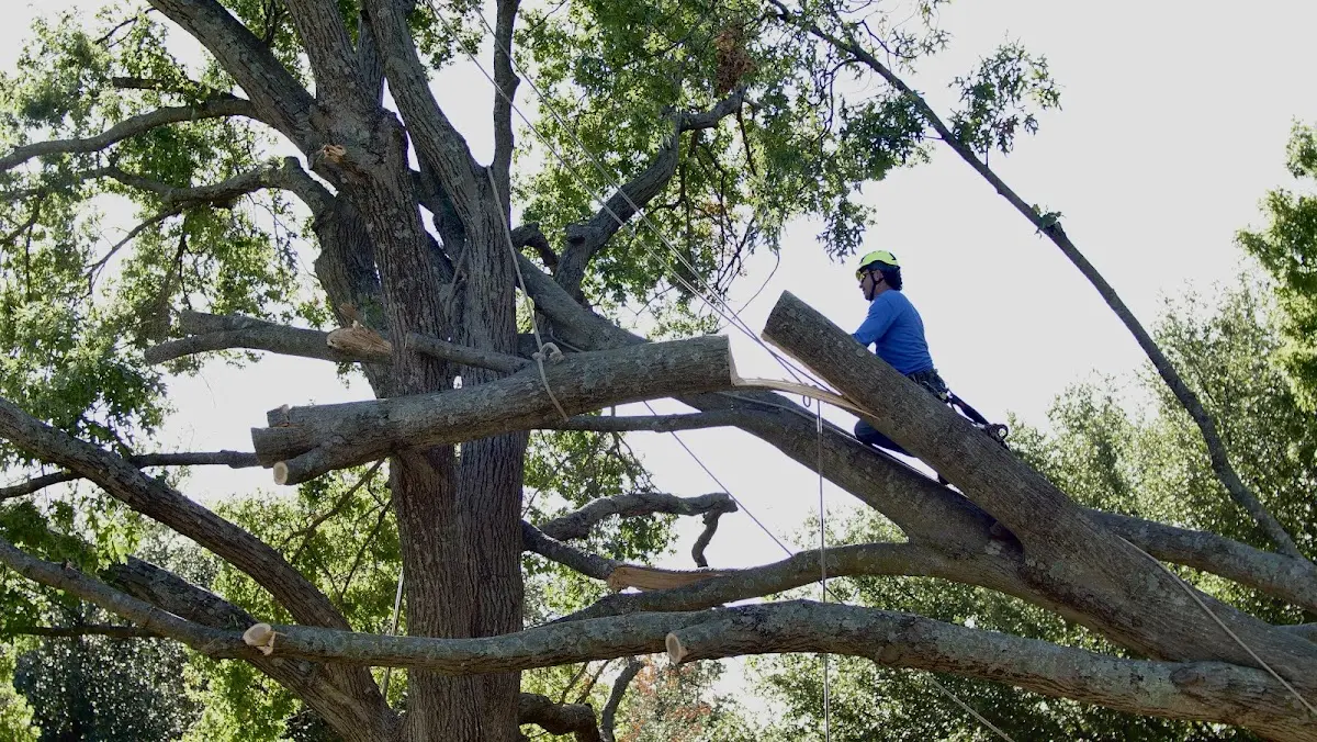 Professional Crown Thinning performed by certified arborists in Davis Creek