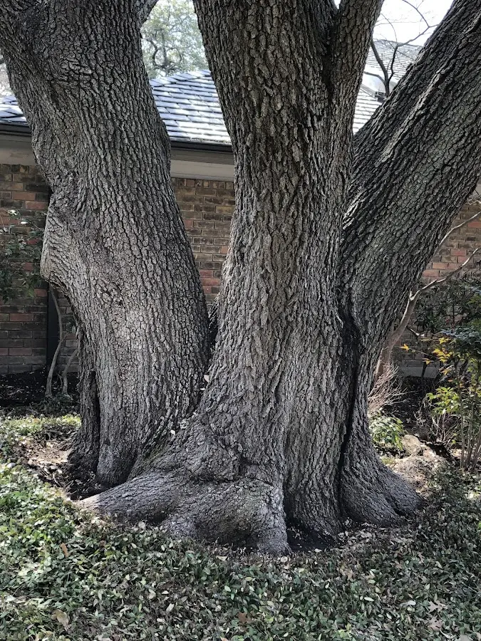 Mature heritage tree close to a Davis Creek property cared for by certified arborists
