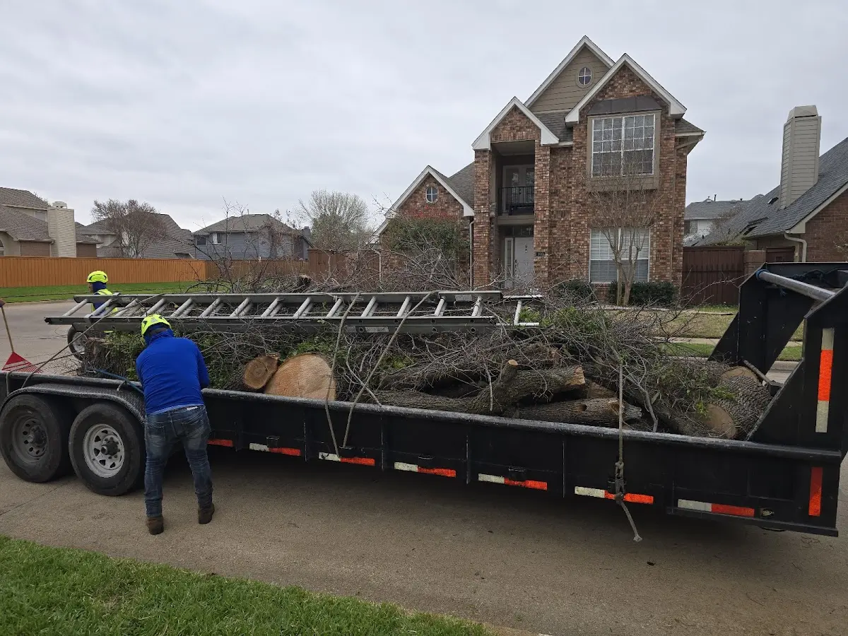 Expert Tree Pest Control with proper safety equipment in Davis Creek